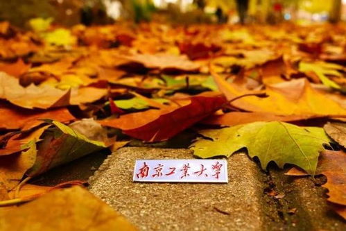 南京工業(yè)大學(xué) 百廿育才，鑄就科技與產(chǎn)業(yè)輝煌——慶祝建校119周年